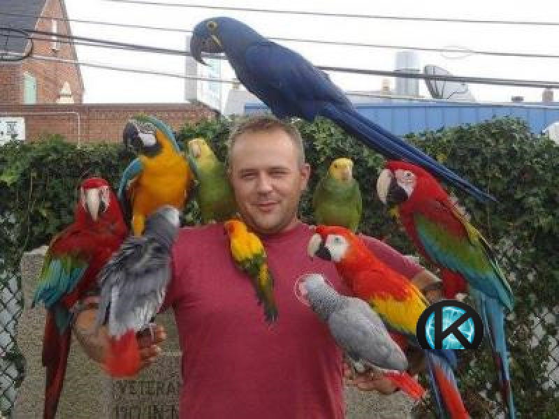      Pet Birds for Sale,     Parrots for Sale,     Cockatoo Bird for Sale,     Macaws for Sale,     Exotic Birds for Sale,