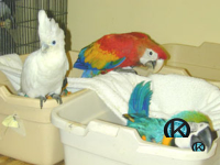      Pet Birds for Sale,     Parrots for Sale,     Cockatoo Bird for Sale,     Macaws for Sale,     Exotic Birds for Sale,