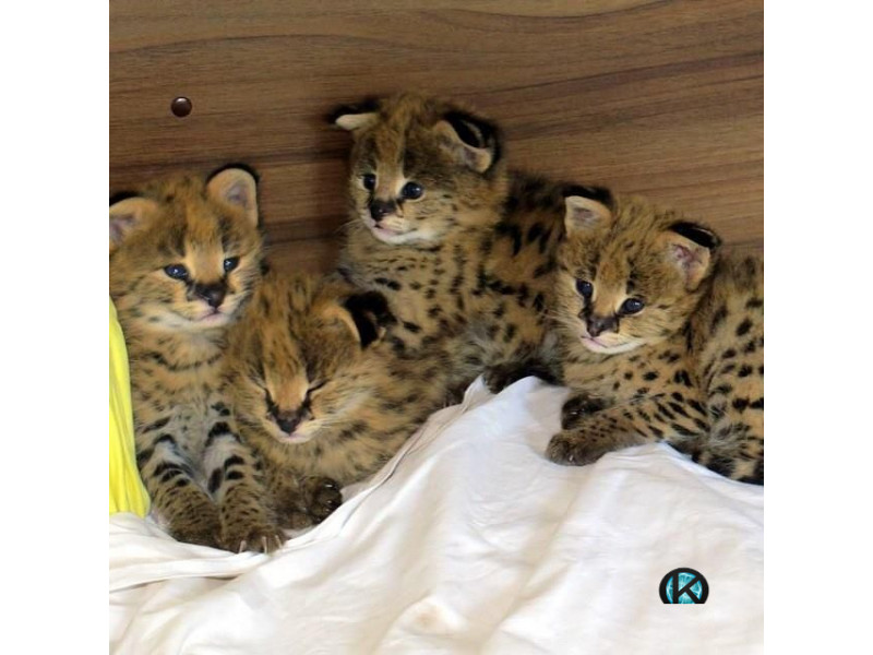 Bengal kittens (Felis catus × Prionailurus bengalensis), African serval kittens (Leptailurus serval), Savannah kittens (Felis ca