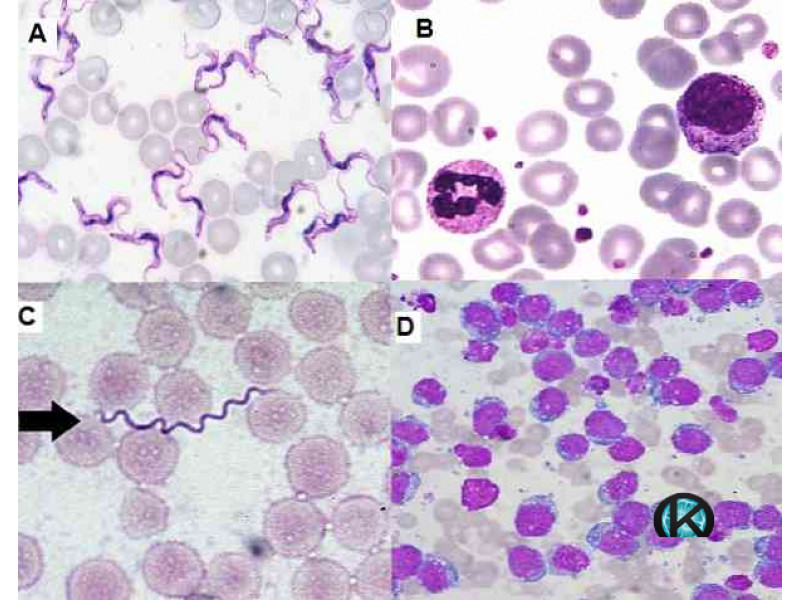 Азур - еозин по Романовски 99 % прах - багрило за микроскопско наблюдение.