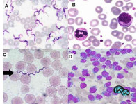 Азур - еозин по Романовски 99 % прах - багрило за микроскопско наблюдение.